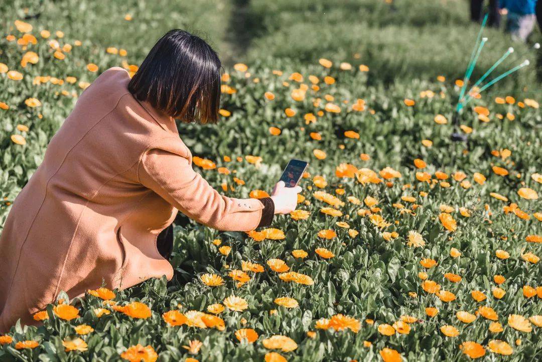 春暖花開,梧林走起!_的花海_晉江_村落