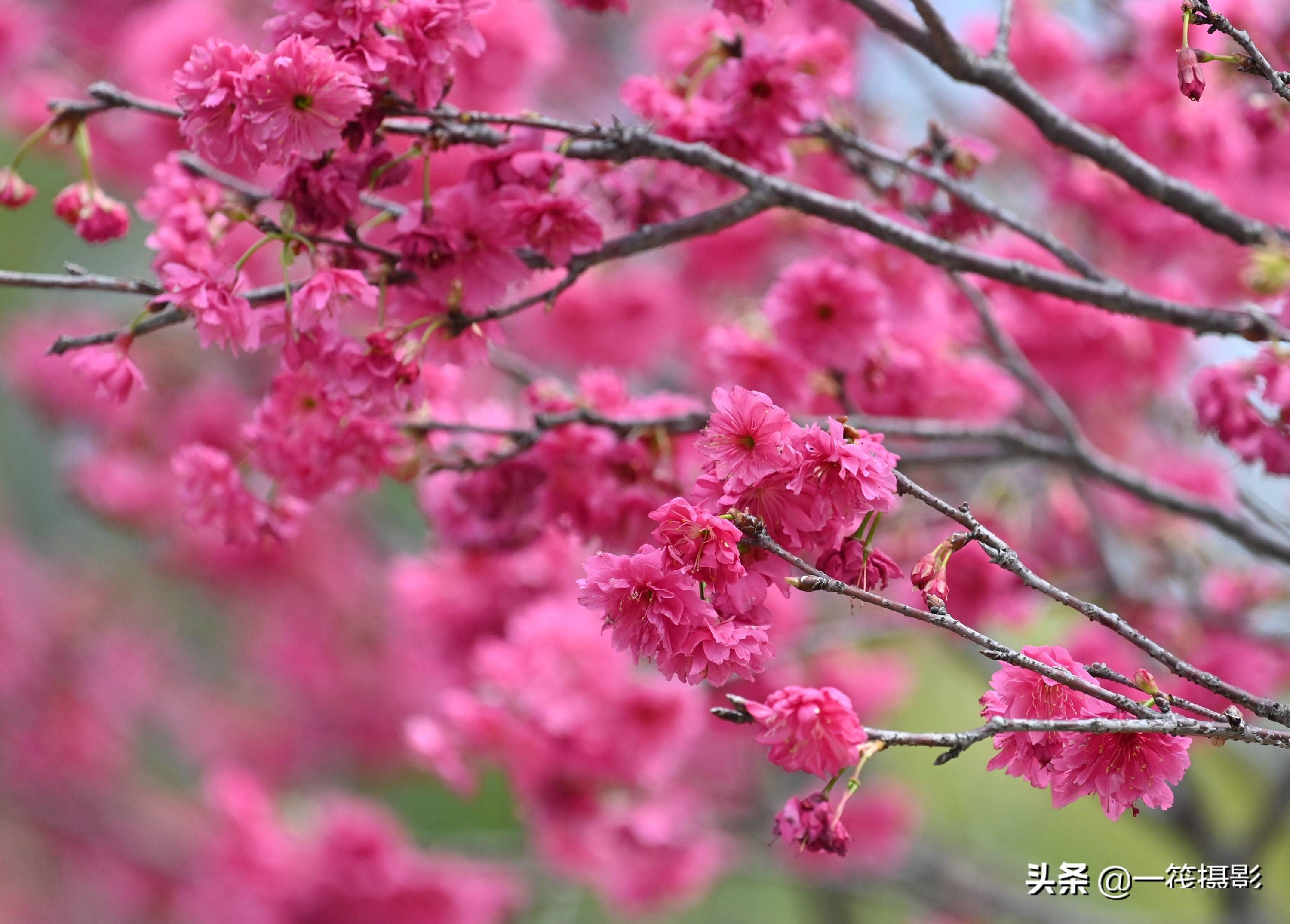 華南農業大學重瓣鍾花櫻桃花開