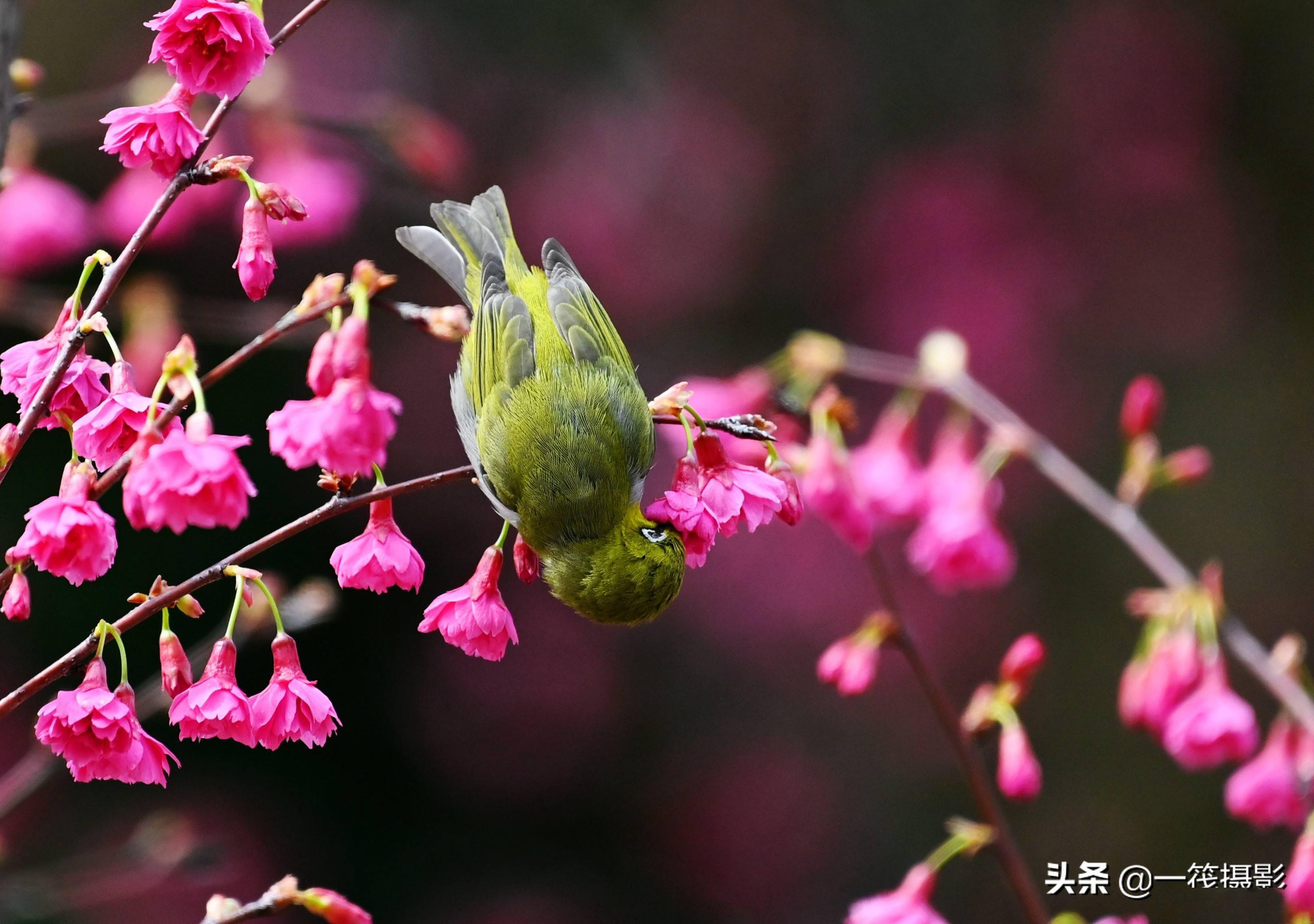 華南農業大學重瓣鍾花櫻桃花開