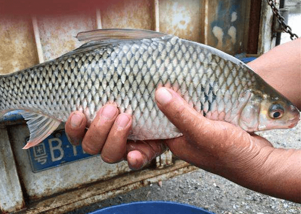 陝菜61問答青草鰱鱅中國四大名魚的花式吃法下