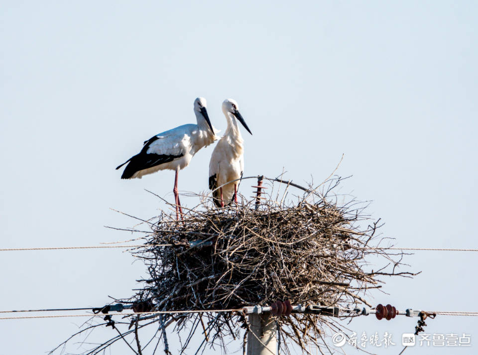 搭窝筑巢,黄河入海口东方白鹳进入繁殖期_保护_国家_湿地