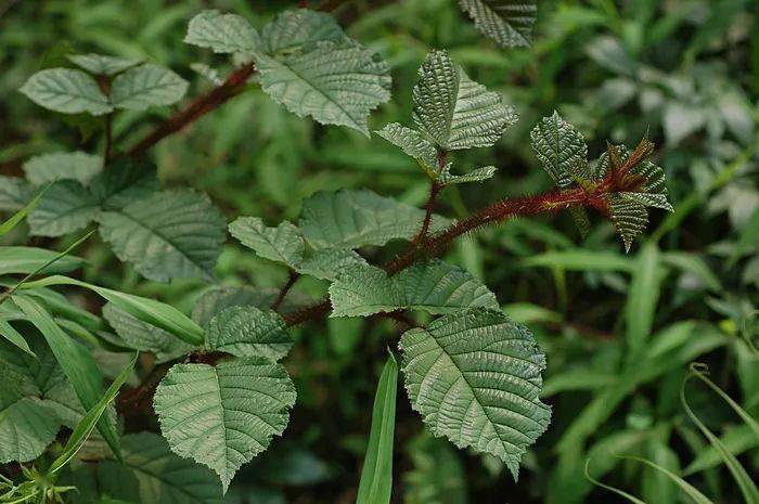 别名:地柏枝,野柏树,铁脚洞里仙,丹雪凤尾,伤寒草,止血草,止血丹等,生
