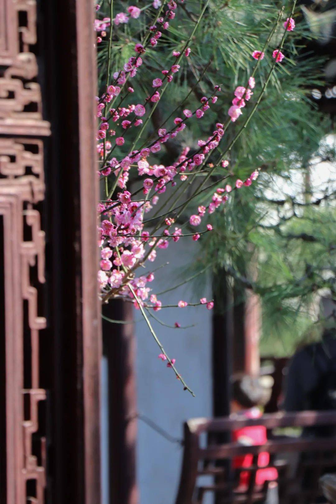 拙政园「雪香云蔚」以白梅,绿萼,花开入雪,环腰而上,这匾额之景,才能