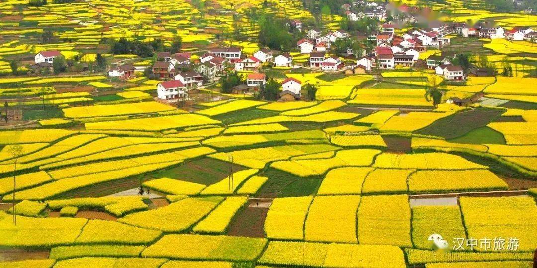 汉风花海2022汉中油菜花海精品观花线路新鲜出炉