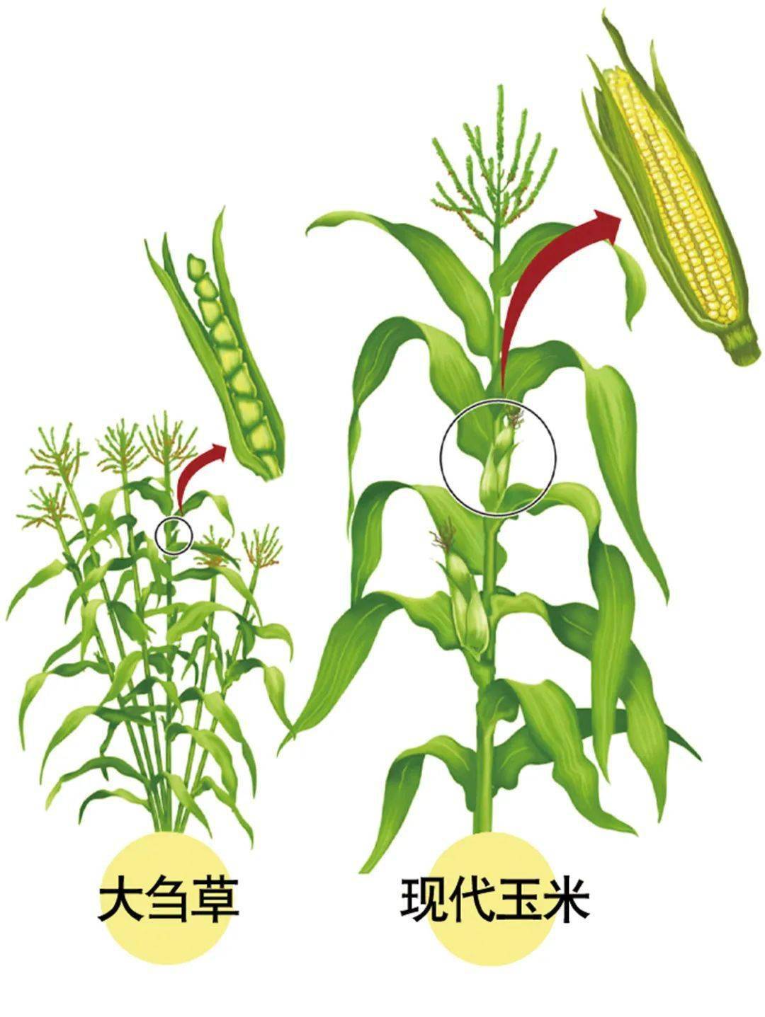 拥有64种玉米的墨西哥人为何将其奉为神物