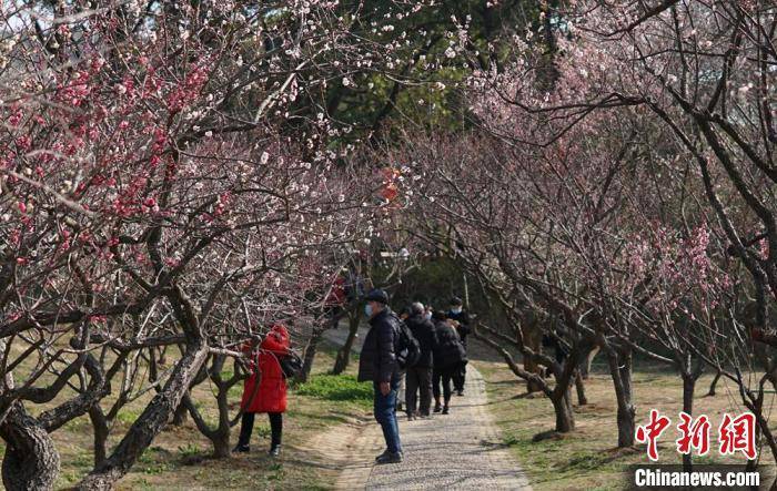 市民|江南赏梅胜地无锡梅园花开正盛迎客来