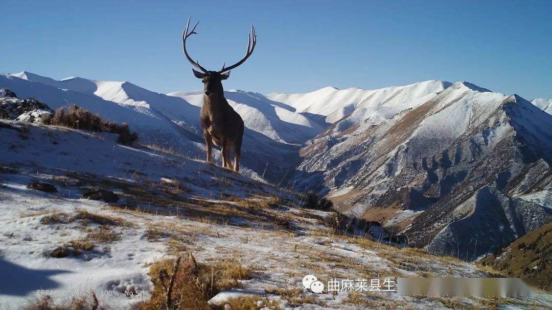 青海玉树壮观一幕!_曲麻莱县_雪豹_保护