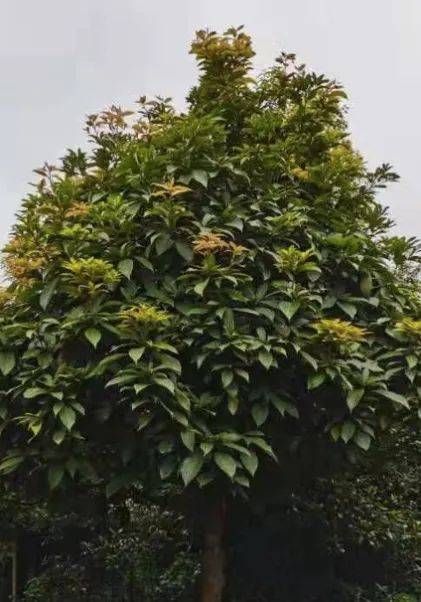 金丝楠木在京山市生根开花结果