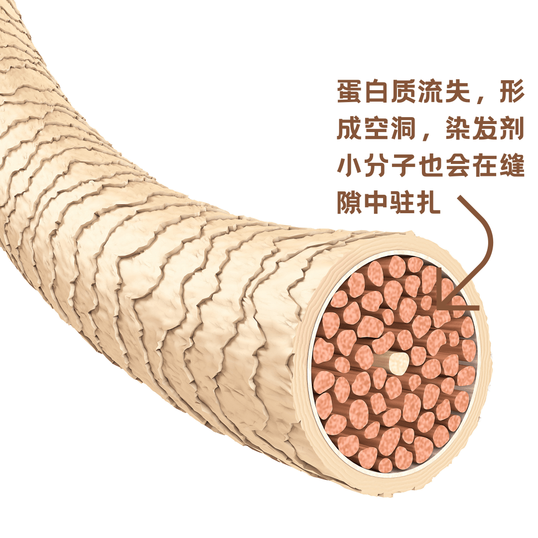 其中,体积最大的部分是中间的毛皮质,它是一束束的纤维细胞,周围有