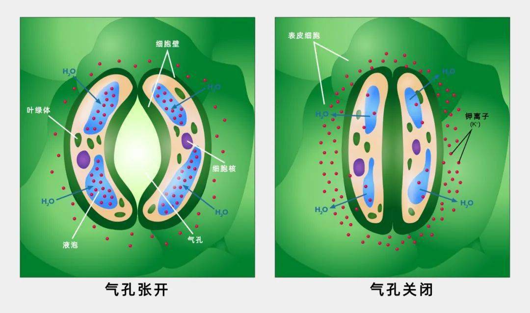 植物叶表皮气孔结构图图片