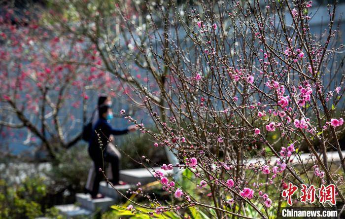 花园里|福建永春：桃花盛开引客来