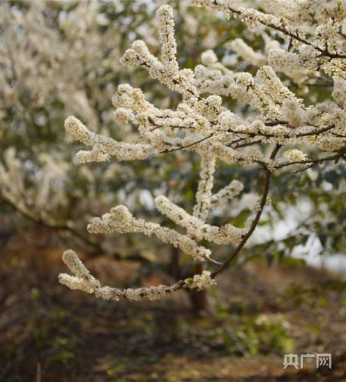 太平镇|广西南宁：李花盛开引客来