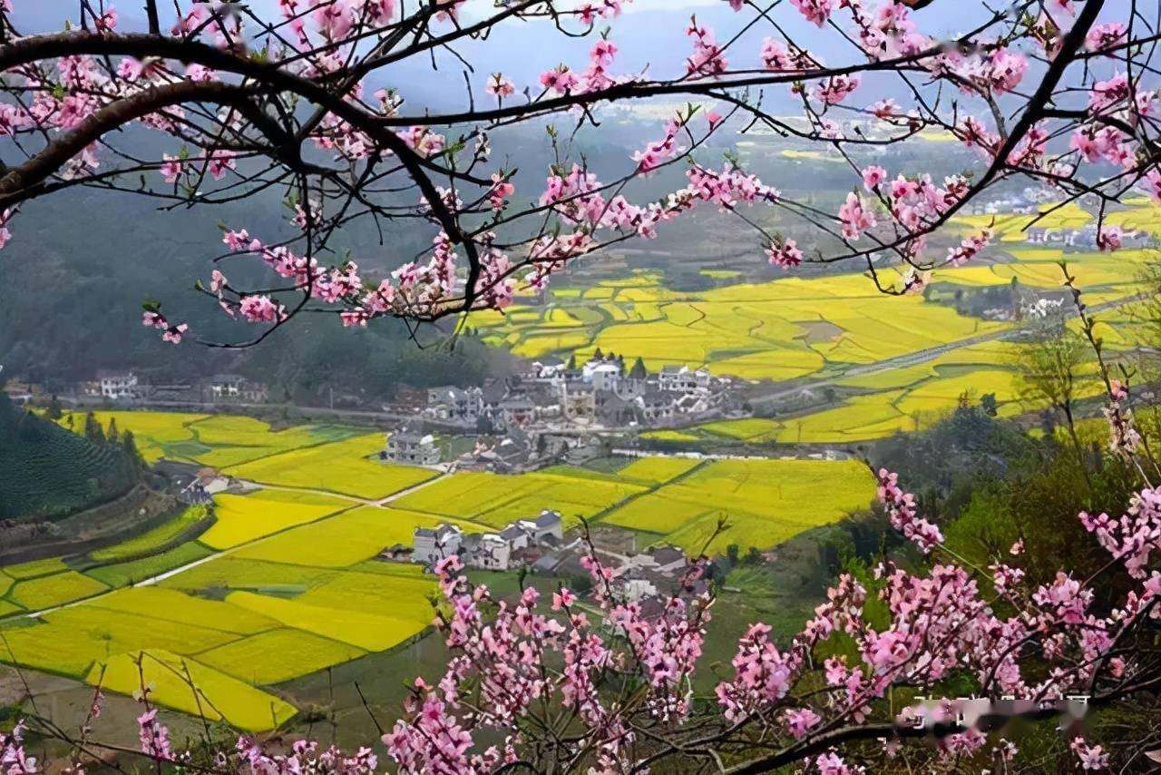 快收藏史上最全黄山市春季花海拍摄点及最佳拍摄时间汇总来啦