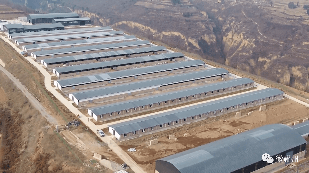 眼下,对于关庄镇墓坳村的奶山羊养殖基地来说,上千头奶山羊即将进入奶