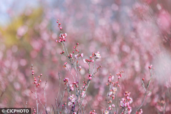 楠竹林|梅花盛开春意浓