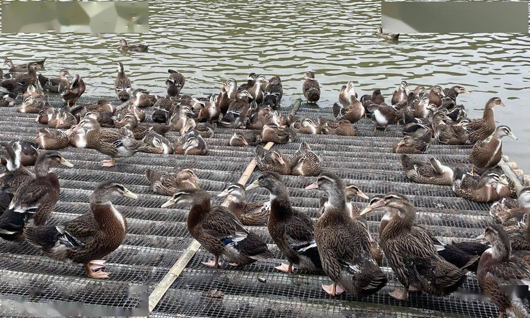 小伙子放大招初创业年销售500万重创后再创业年销1000万