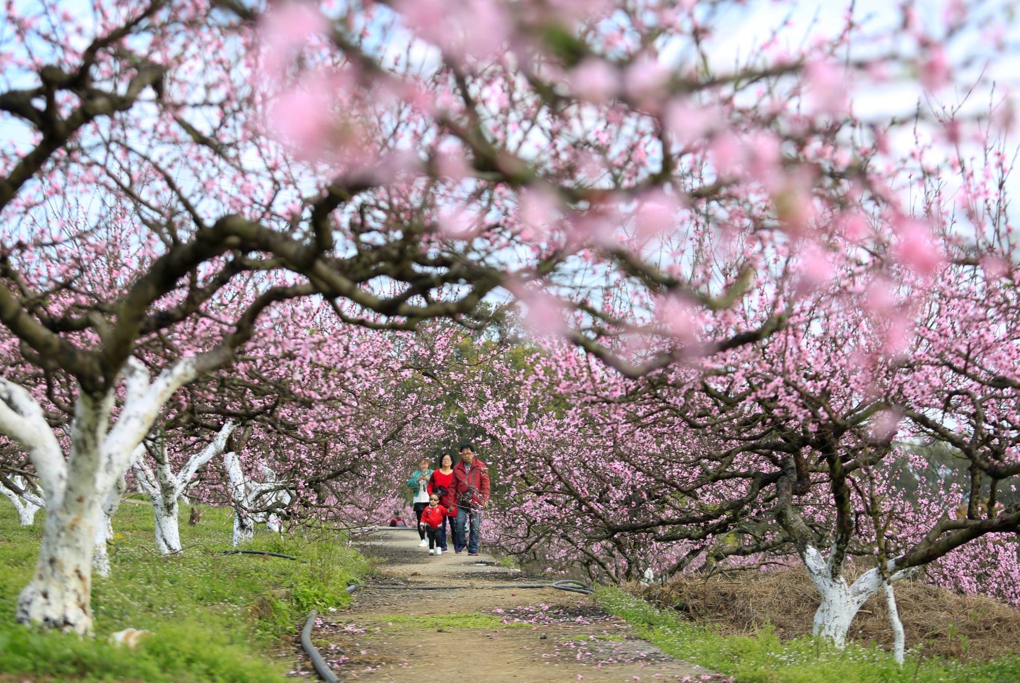 西山|北碚区举行2022年春季踏青赏花线路推介会