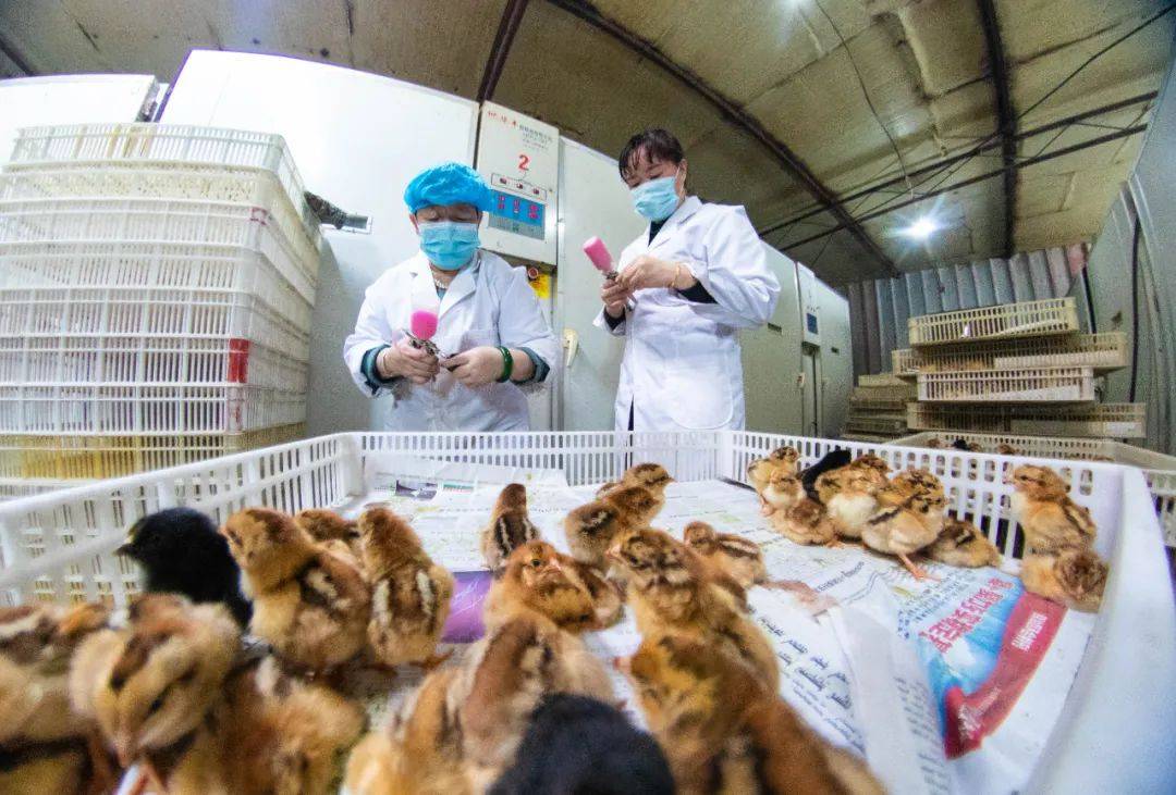 工人正在给鸡苗打防疫针楠登摄博乐市小营盘镇德华鸡孵化场工人段菊英
