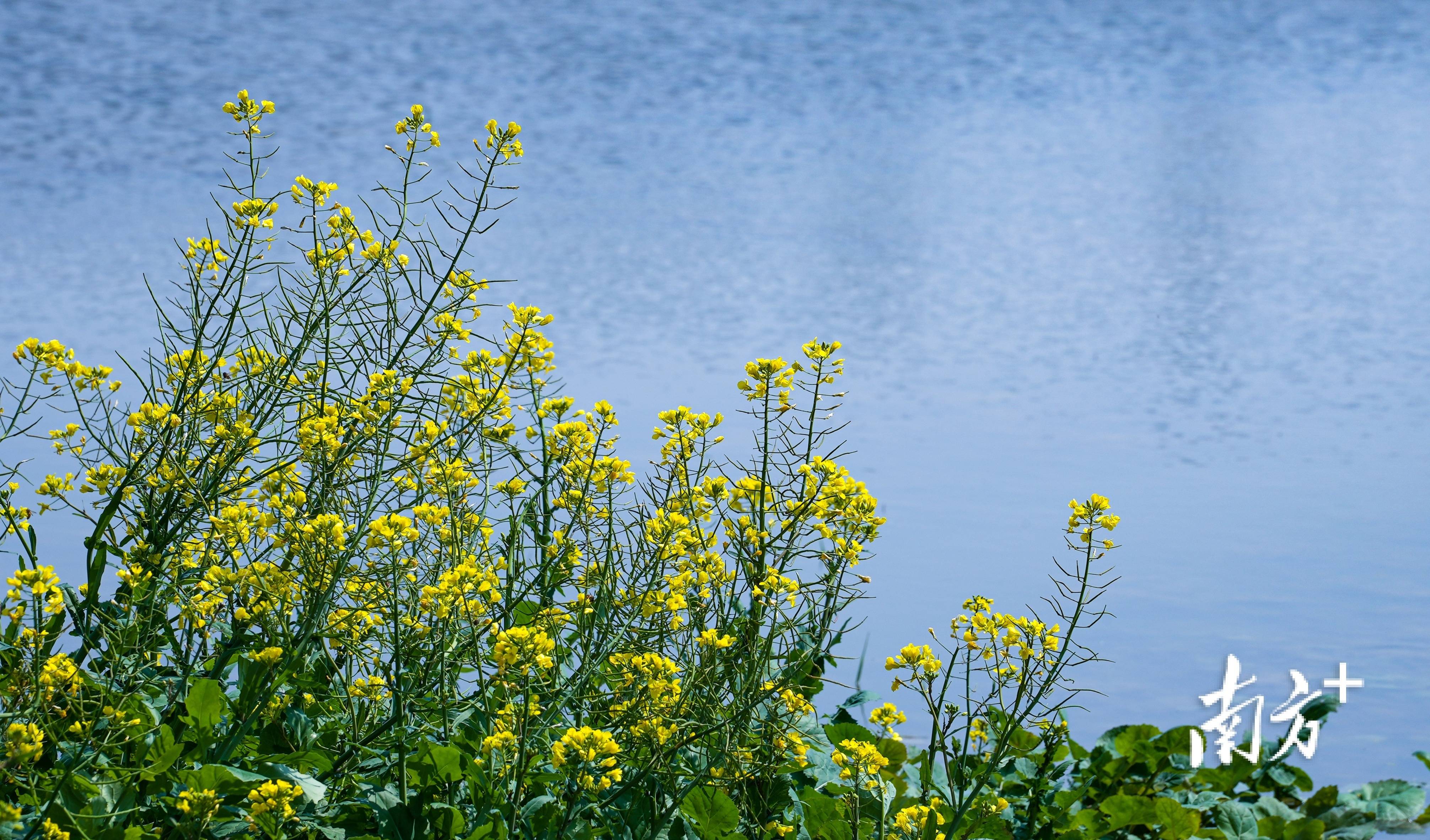 快来坡头南调河畔邂逅春天_坡头区_李青远_良辰美景