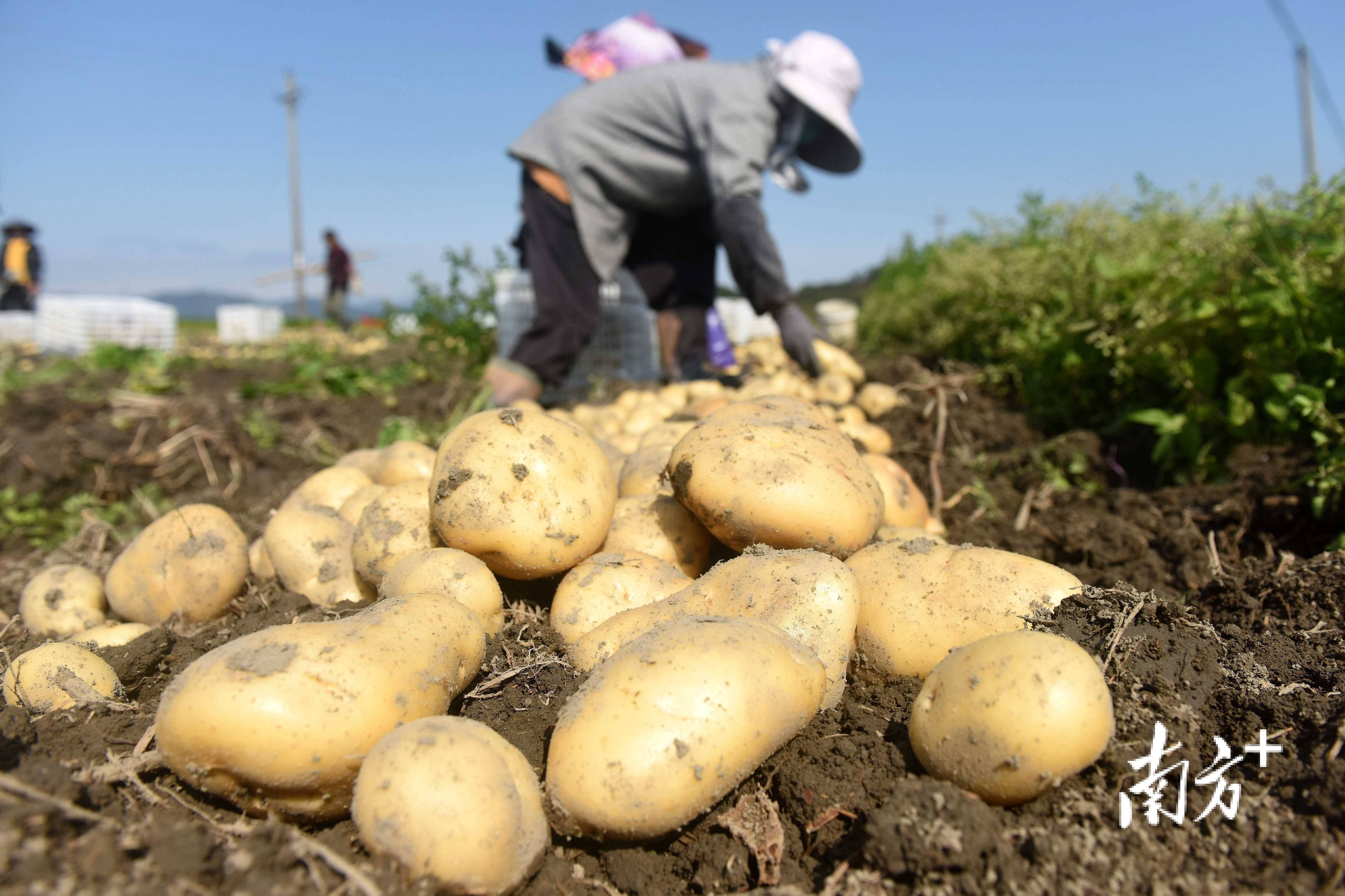 惠东马铃薯集中上市看小土豆的大产业之路