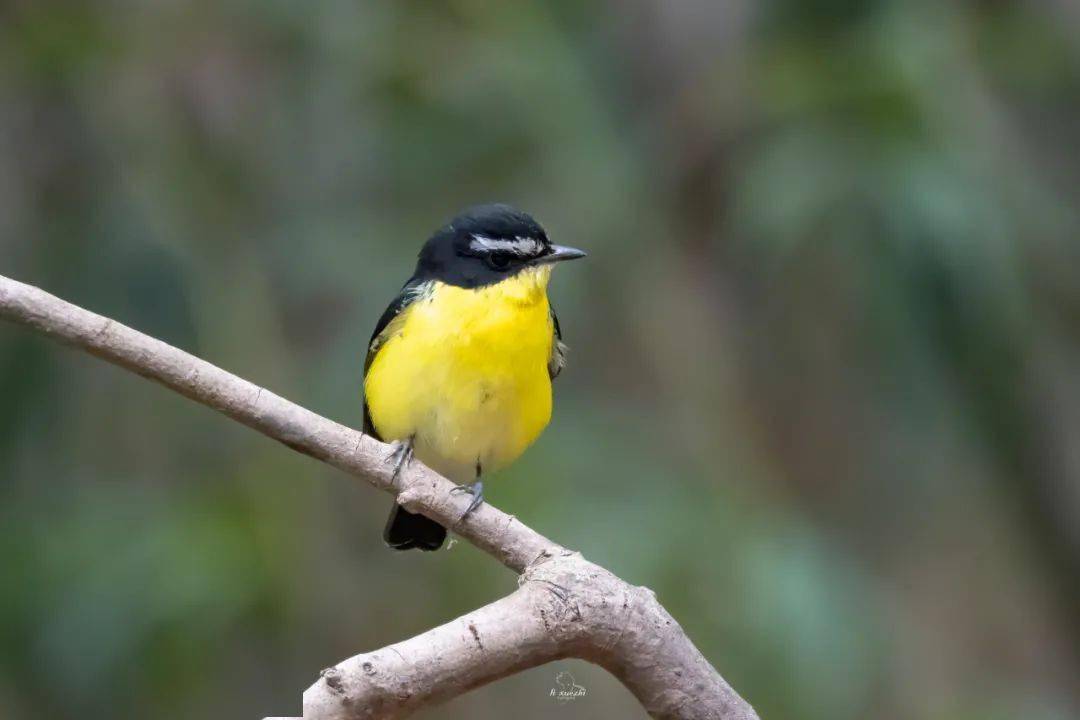 引众怒的"婚内出轨",对它来说并不是多大的事——谈白眉姬鹟丨花颜