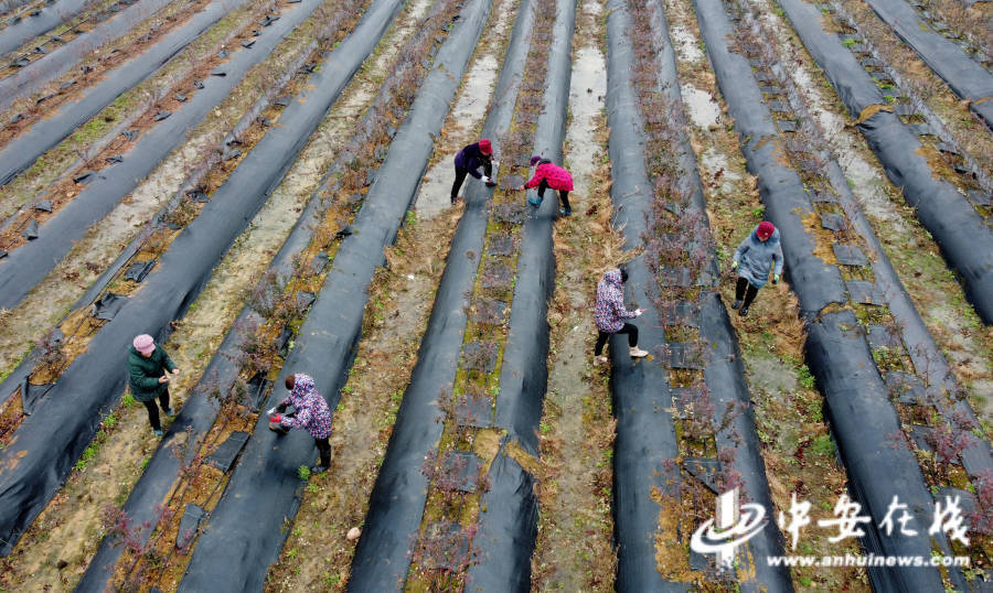 安徽省滁州市全椒县组织农机技术人员深入专业合作社,家庭农场,为农机