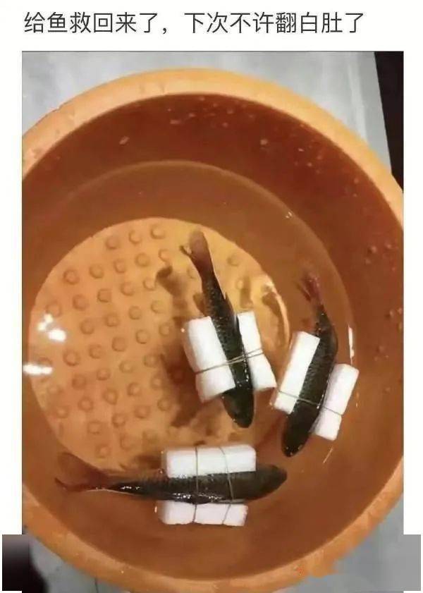 ▼养鱼小能手~3▼这是我的房子~2单点不送?他仨我都选了也没给我送啊!