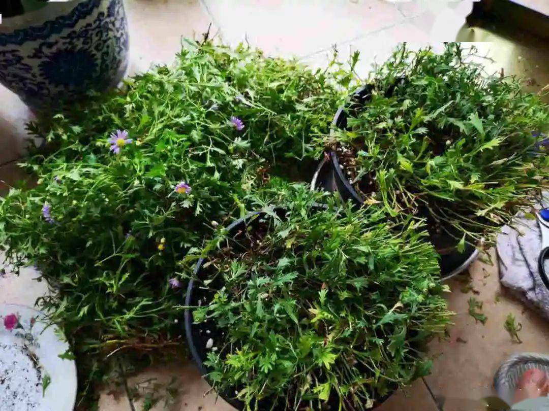 草花中的"小霸王",耐热耐寒耐阴,开花能开大半年_姬小菊_修剪_花量大