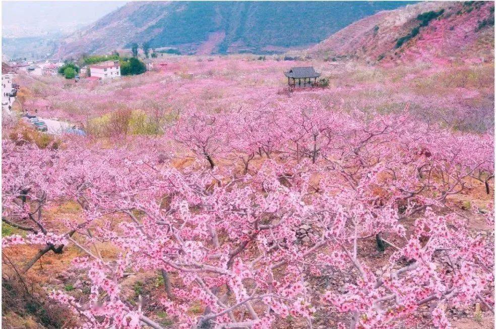 远山|桃花里的时尚，美到心醉