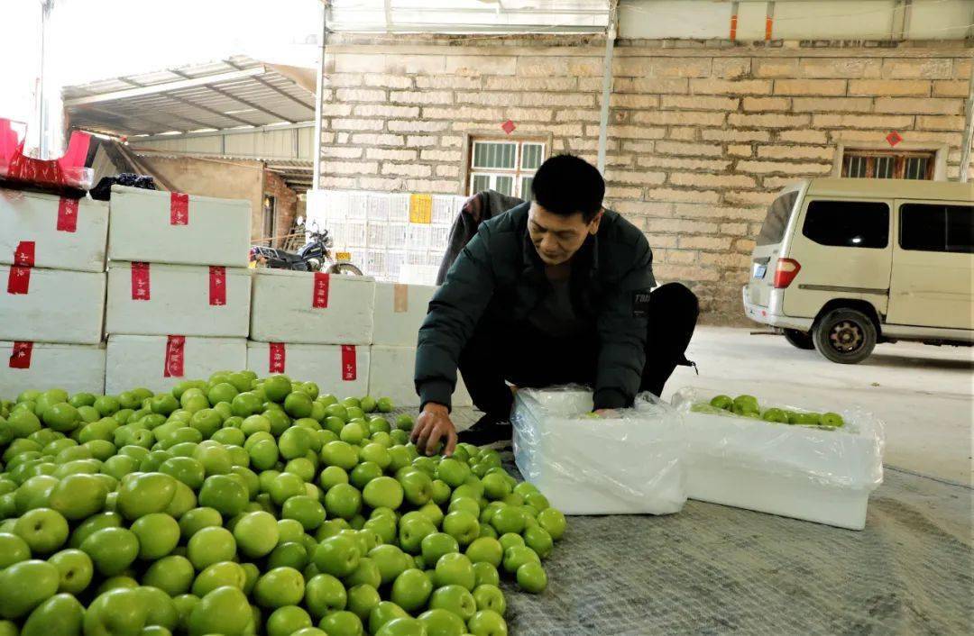 "现在的青枣个大,核小,皮薄,肉厚,脆甜,一亩能收获上万斤,一斤收购价