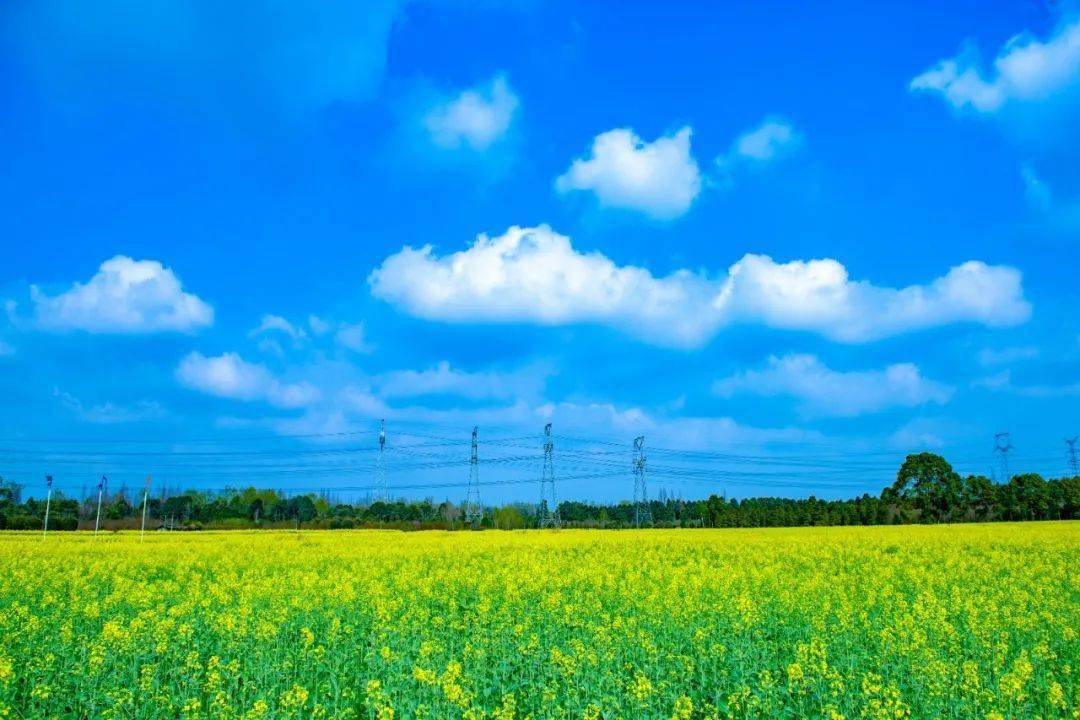 天马镇|又见花开都江堰 | 打卡菜花宝藏地图，尽享春日美好！