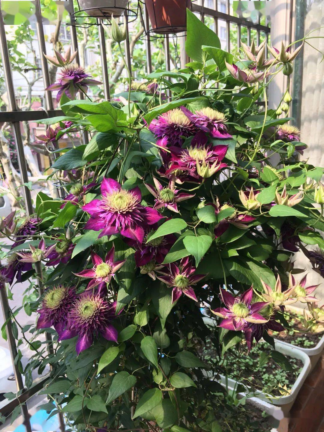 铁线莲| 为什么大家都选"紫子丸",花朵颜值高,养护容易,三季有花赏