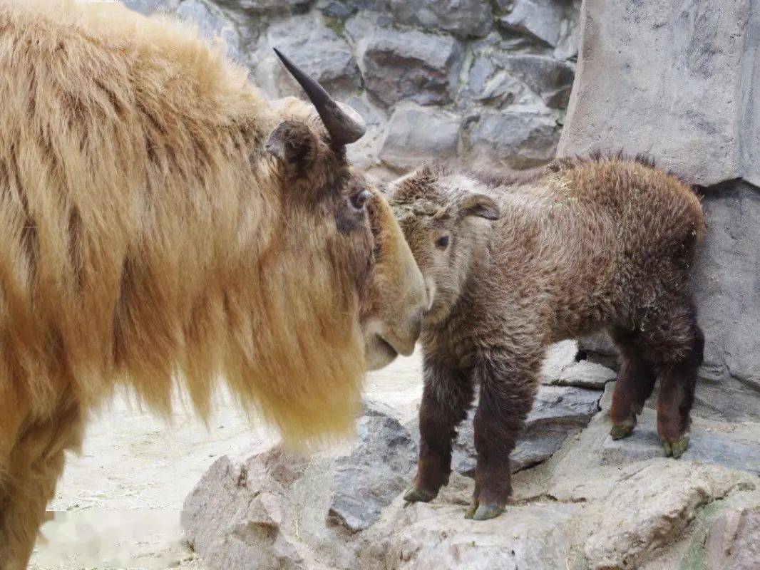 满月四川羚牛宝宝加入群聊啦