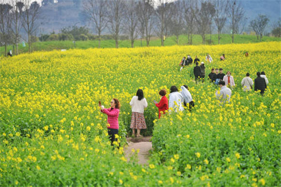 油菜花|重庆南岸：广阳岛油菜花开美如画