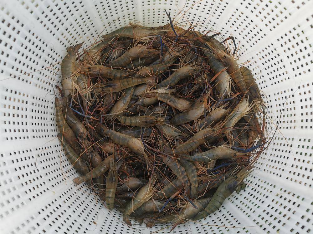 梅州五华去年冬天养殖的罗氏沼虾上市了