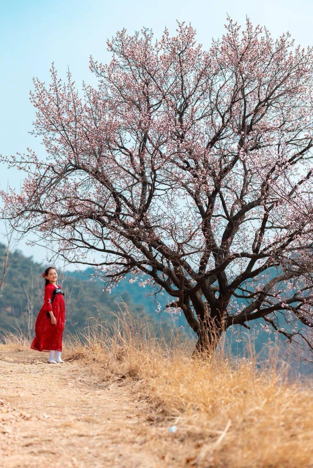 村中,在紅磚黛瓦石牆邊,在風搖花落如飄雪的杏花樹下,鄉趣春光,愉悅由