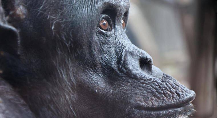 悉尼動物園