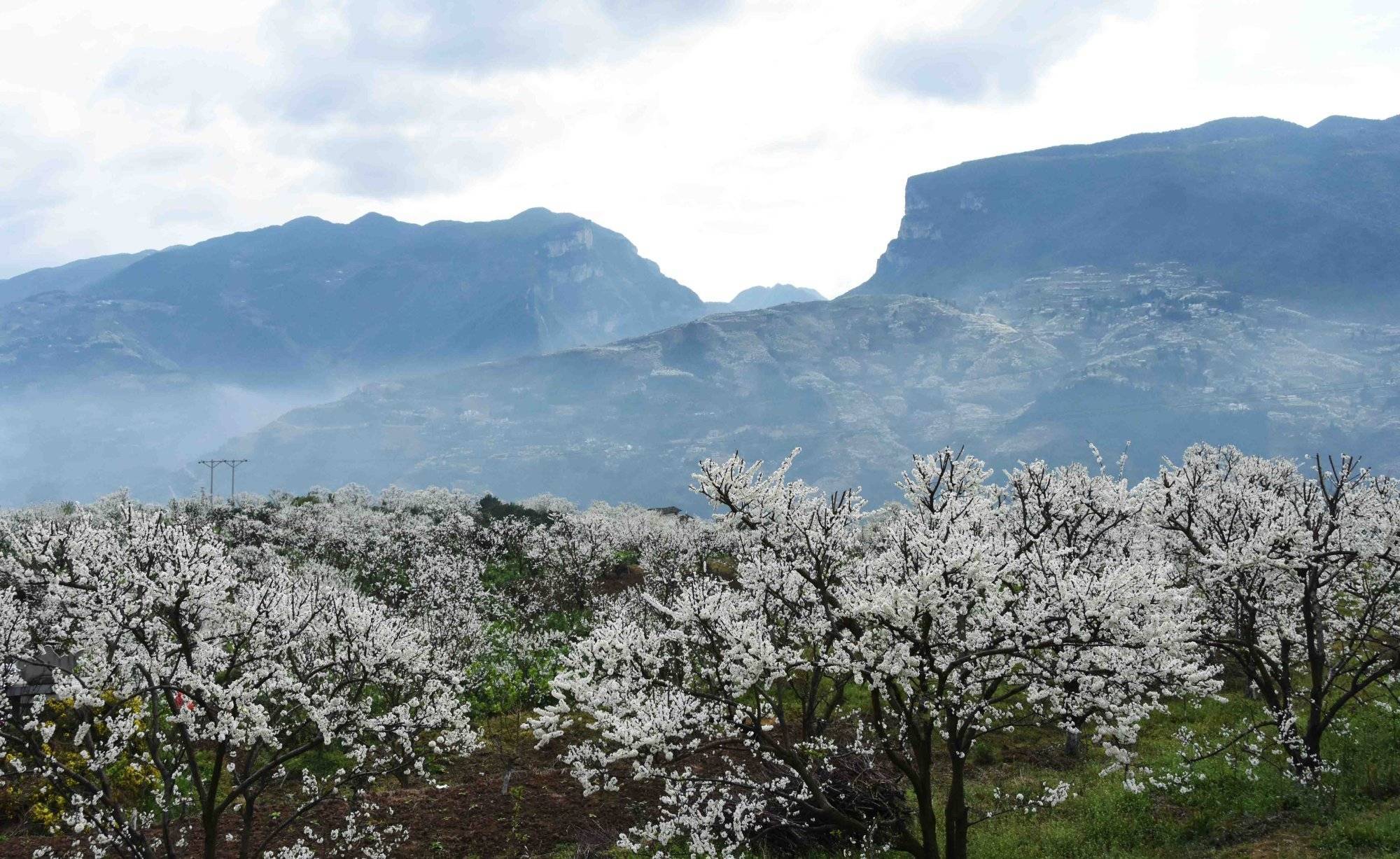 乡村|第四届长江三峡（巫山）李花节3月11日开幕