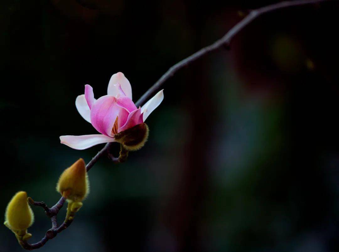 疫情|以花为媒，赴一场春日之约！