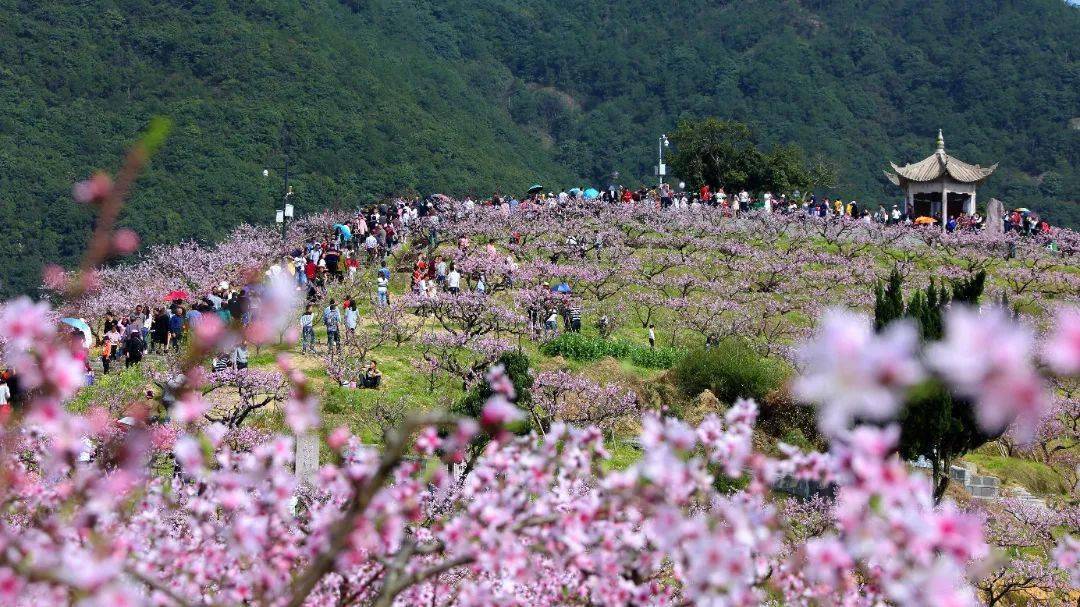 2022奉化水蜜桃文化节将于3月18日开幕 最佳赏桃花时间来了