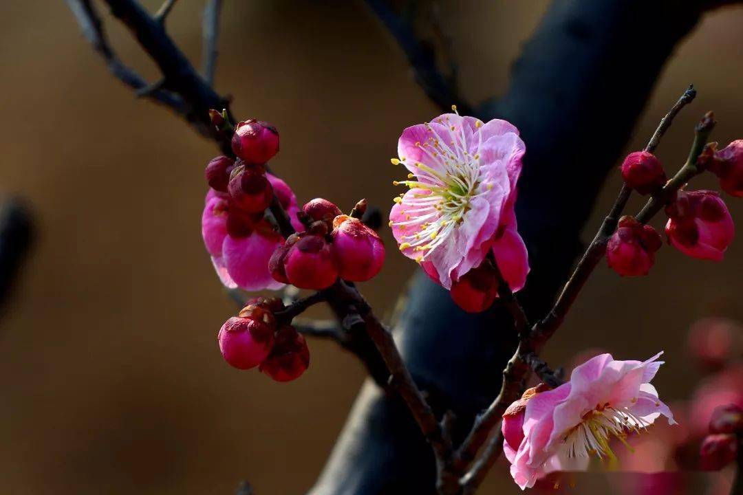 月季|春风十里，烟台赏花走起！