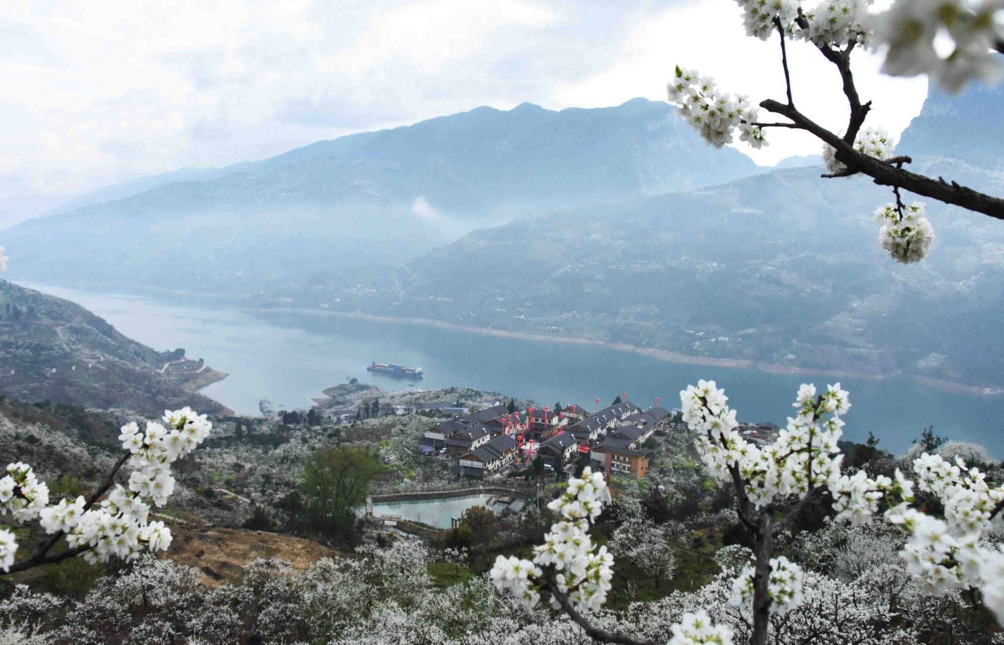 乡村|第四届长江三峡（巫山）李花节3月11日开幕