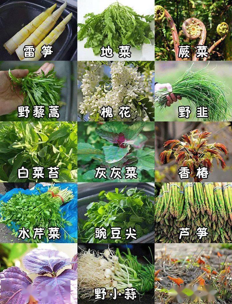 肉食主义也难抵御它们鲜嫩水灵的诱惑最地道的春天风味藏着乐山竹叶菜