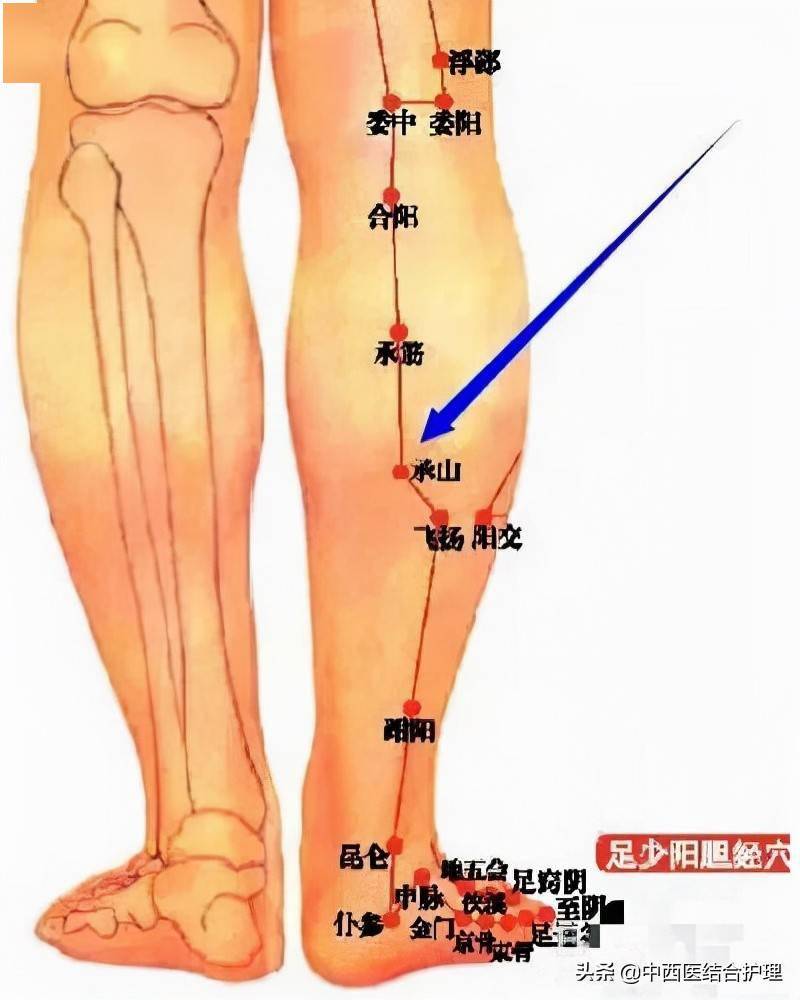 小腿肚内侧经络示意图图片