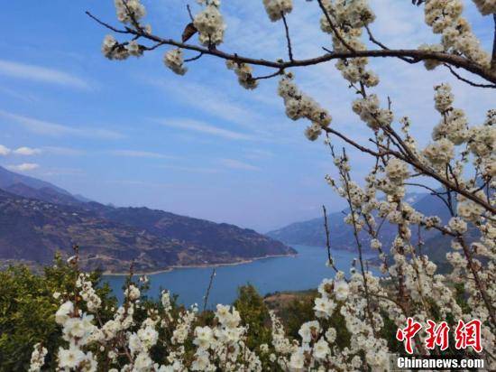 季节|重庆巫山大溪2000余亩樱桃花竞相绽放 美不胜收