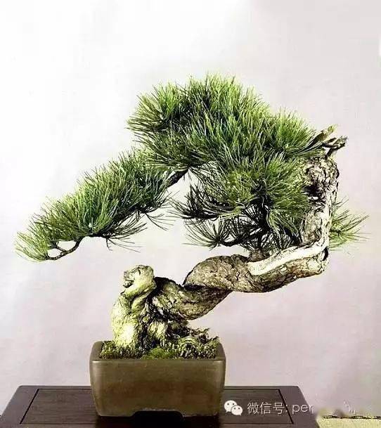 二月二,龙抬头_山松_cm_作品