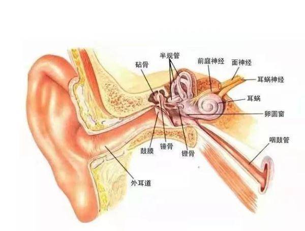 内耳|听力损失4大前兆，佩戴这个可延缓认知衰退发生