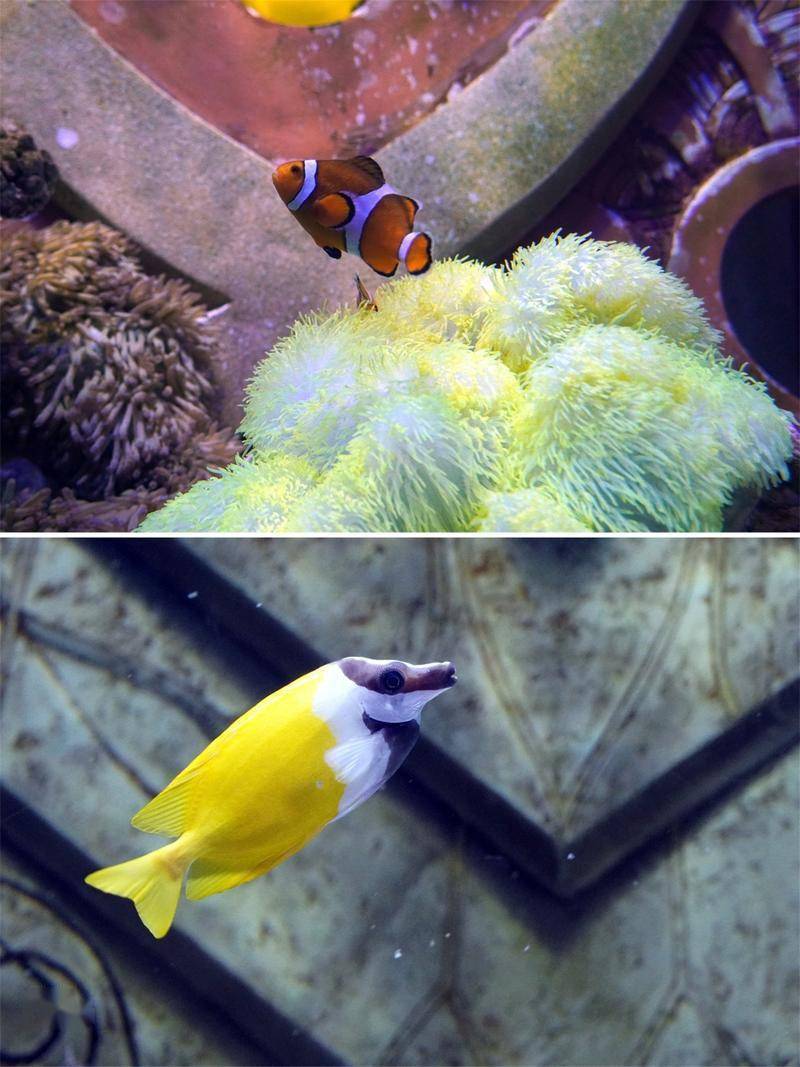 生物|三亚亚特兰蒂斯失落的空间水族馆