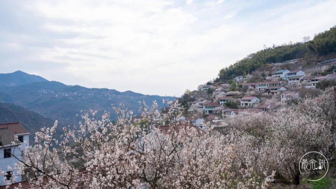 櫻花村落310週四行攝四明山網紅懸巖村滿山櫻桃花盛開時漫步四明山