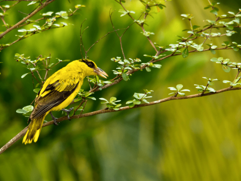 宋代诗人王庭珪选择在这一天出郊游玩日头欲出未出时雾失江城雨脚微天